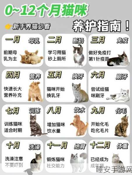 小森生活养猫数量大揭秘,到底能养几只?