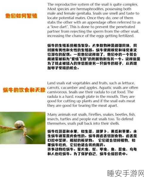 揭秘最强蜗牛,爱因斯坦罗森桥解锁全攻略