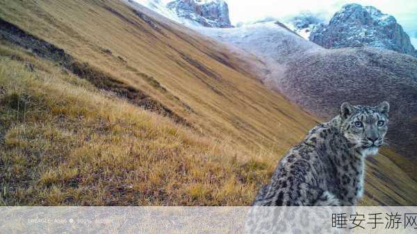震撼！我国科研人员完成 36 万平方公里全球最大尺度雪豹种群调查