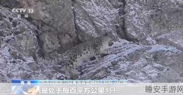 震撼！我国科研人员完成 36 万平方公里全球最大尺度雪豹种群调查