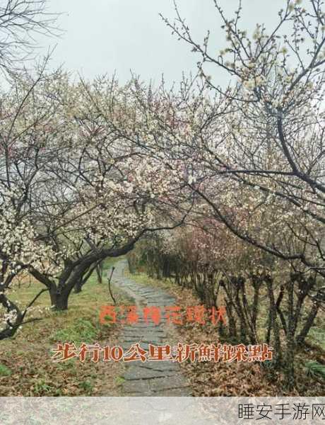 江南百景图梅花枝获取攻略及作用详解,解锁冬日美景的秘密