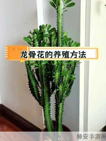 烟雨江湖深度攻略,揭秘龙骨草采集技巧,珍稀药材轻松解锁