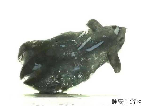 南海深海惊现神秘新物种——拟幽灵蛸