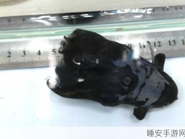 南海深海惊现神秘新物种——拟幽灵蛸