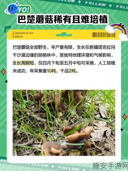 探秘幻塔，耐力蘑菇的神奇功效大揭秘