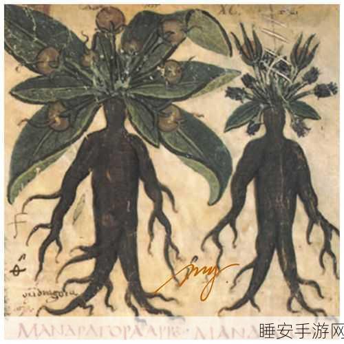 哈利波特魔法之旅，曼德拉草获取秘籍大揭秘
