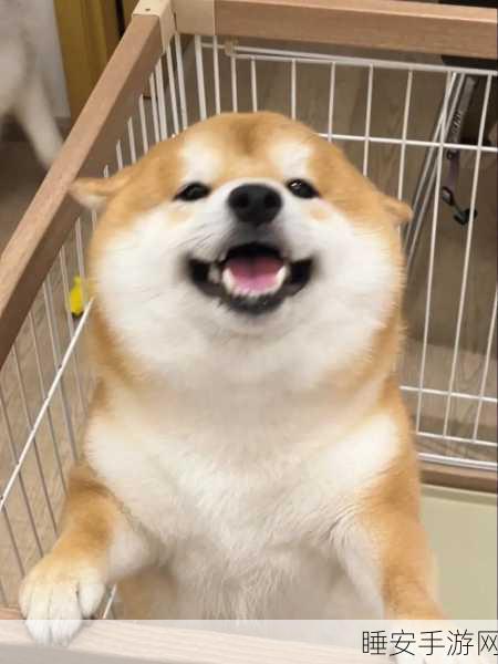 面包胖胖犬,萌宠三消新体验,治愈你的每一天!