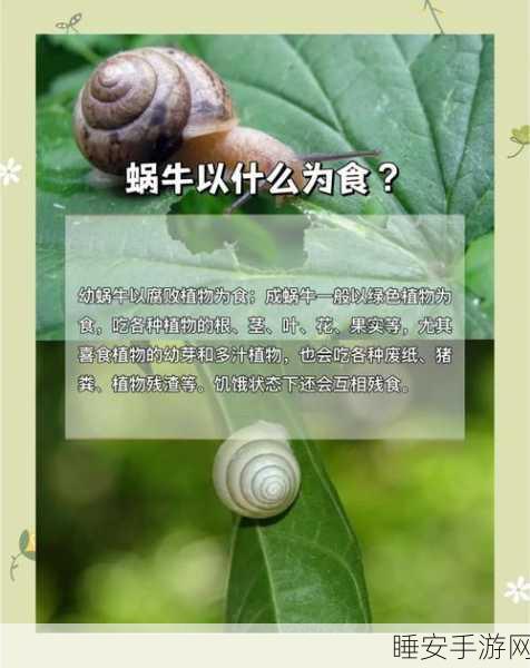 揭秘最强蜗牛欧气排行榜,高效资源管理攻略与零浪费秘籍