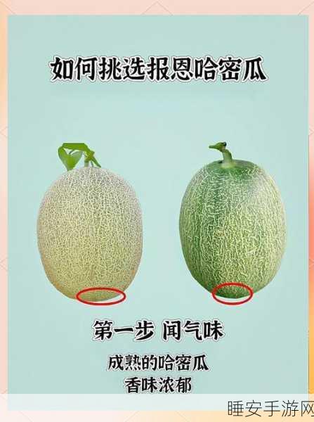 小森生活哈密瓜高效获取秘籍，刷新规律与采集技巧大公开