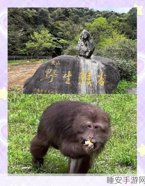 灵明石猴引领宠物王国探秘大赛,揭秘稀有生物踪迹赢取豪华大奖