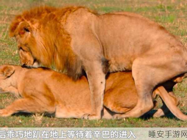 疯狂动物园新宠曝光，家养狮子辛巴达亮相，亲密接触大赛即将开启