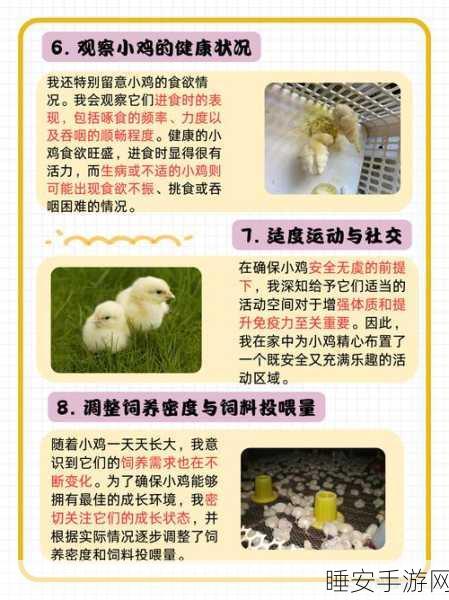 家养鸡养成大赛,揭秘创造与魔法中的饮食秘籍