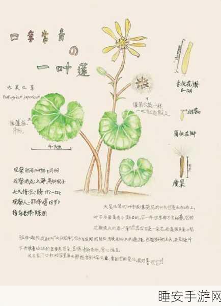 摩尔庄园雪绒草盛放,自然美景与生态价值大赛启幕