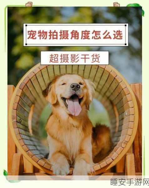 宠物千千万,萌宠养成大赛,休闲益智新体验!