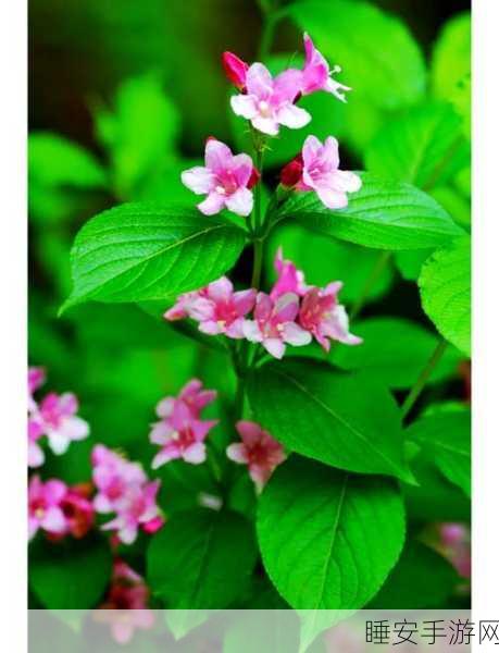 锦带花绽放江湖，一梦江湖锦带花全获取攻略