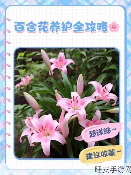 托卡实验室植物百合花，解锁培育秘籍，绽放梦幻花园
