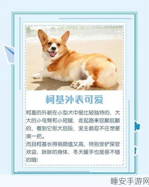 萌宠助战，龙之谷手游柯基犬全攻略及战斗属性深度剖析